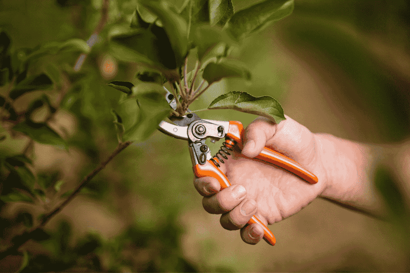 Remove Weak Branches Without Erasing The Entire Canopy