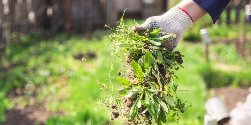 Remove Weeds Before They Spread Seeds Remove Weeds Before They Spread Seeds