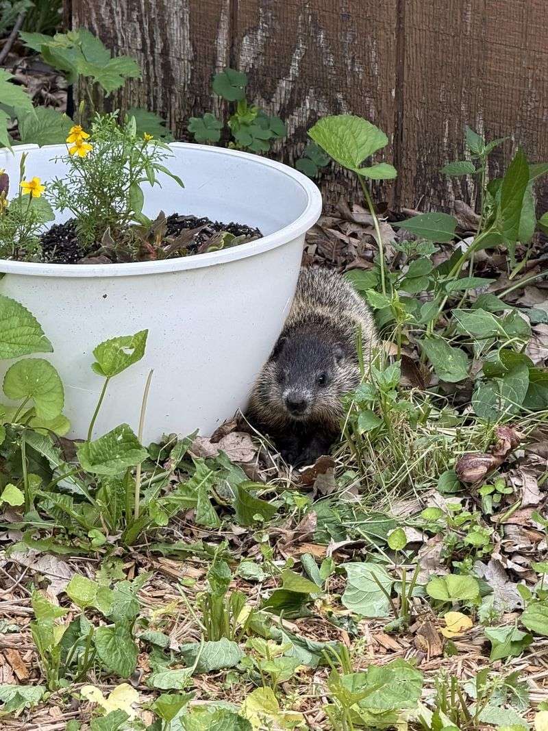 Remove What Attracts Woodchucks Remove What Attracts Woodchucks