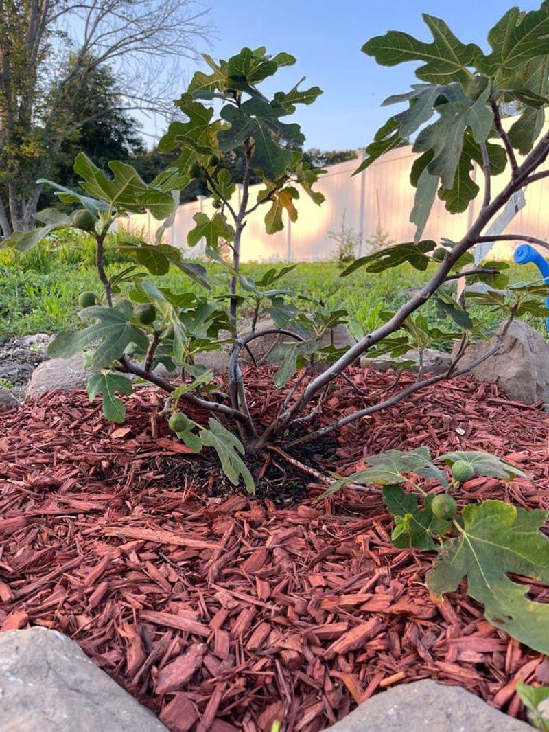 Remove Winter Protection In Spring