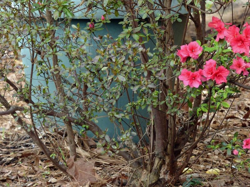 Remove Withered Branches Without Losing Future Blooms