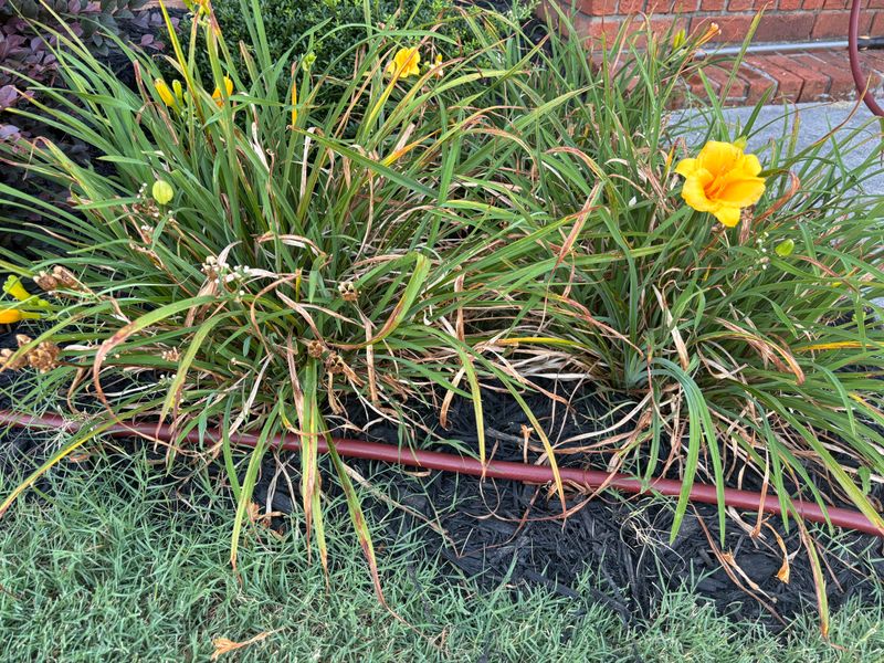 Remove Yellow And Damaged Leaves First