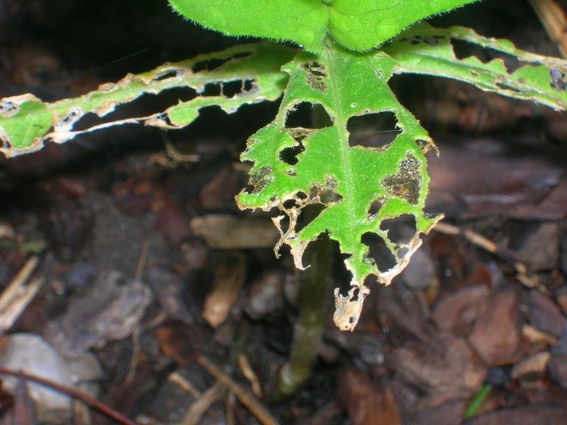 Remove leaves when disease or dense debris creates a problem Remove leaves when disease or dense debris creates a problem