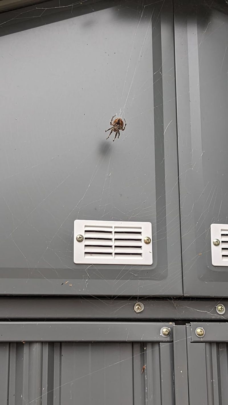 Remove only the webs that interfere with daily life