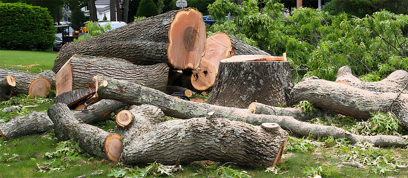 Removing A Stump Yourself Is Not Always The Right Move Removing A Stump Yourself Is Not Always The Right Move