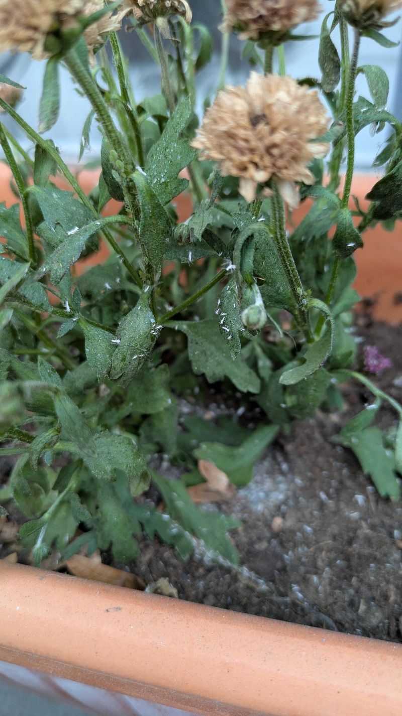 Removing Faded Blooms Without Checking For Pests