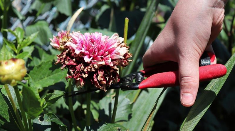 Removing Faded Flowers Helps Keep New Blooms Coming