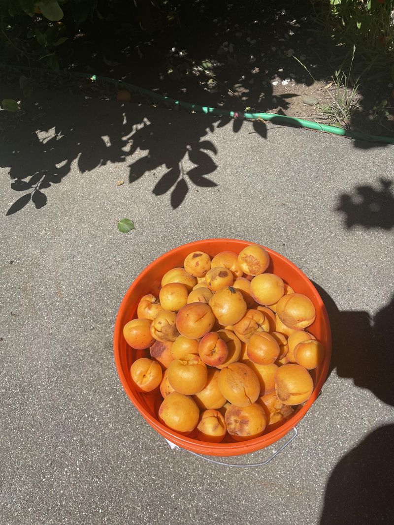 Removing Fallen Fruit Helps Keep The Orchard Area Healthier