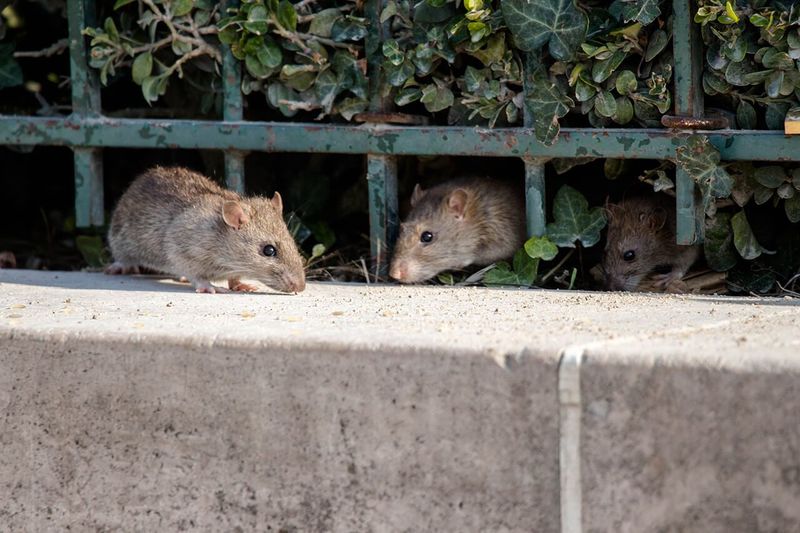 Removing Shelter And Food Discourages Them