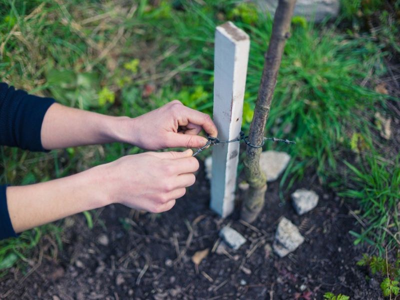 Removing Stakes Too Early Costs You Support Removing Stakes Too Early Costs You Support
