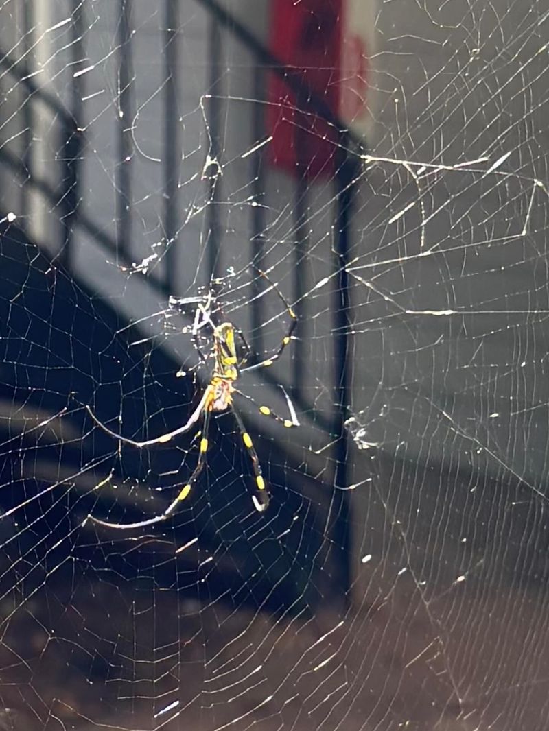 Removing Webs Wastes The Spider's Hard Work Removing Webs Wastes The Spider's Hard Work