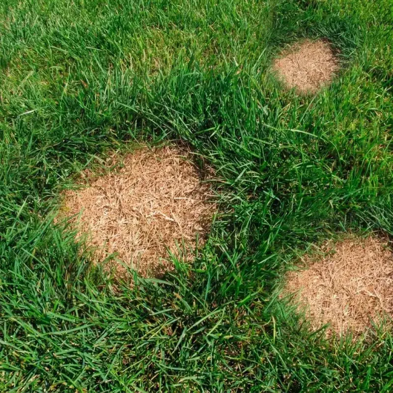 Repair Damaged Areas Before Winter Growth Slows