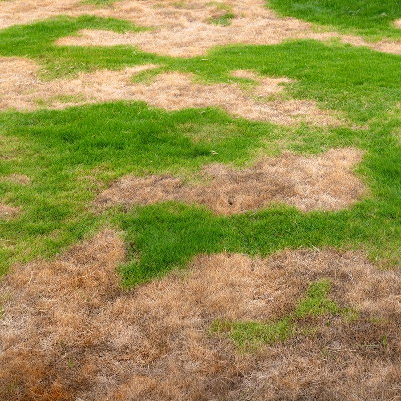 Repair Damaged Areas When Growth Returns