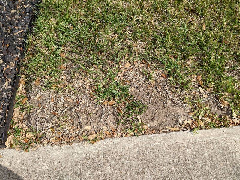 Repair Small Bare Spots Before They Spread