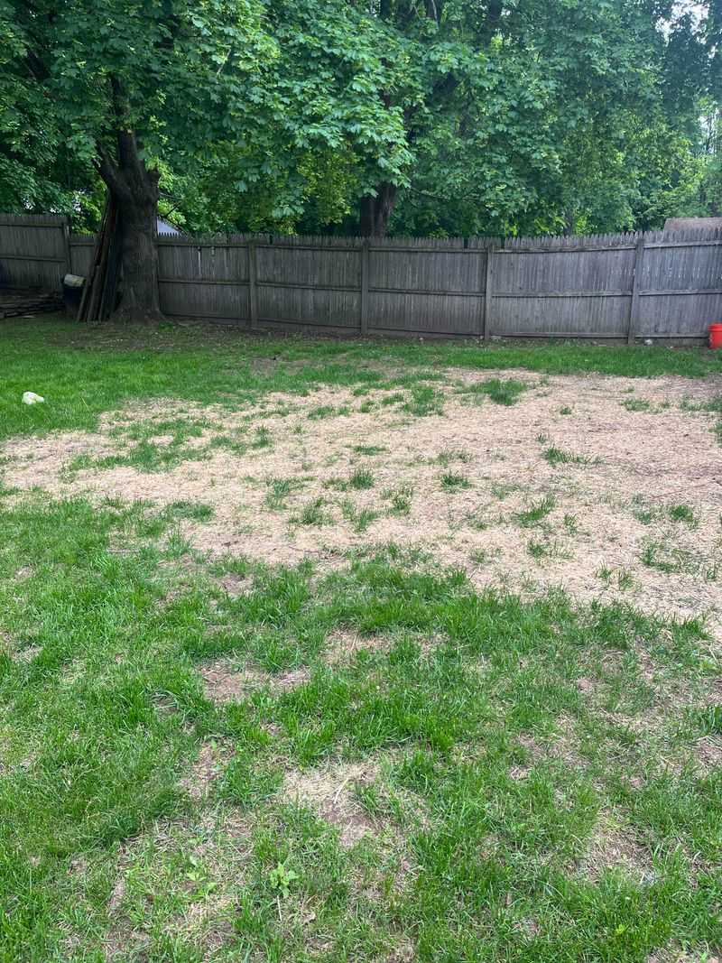 Repair Thin Lawn Areas Before Fall Growth Slows
