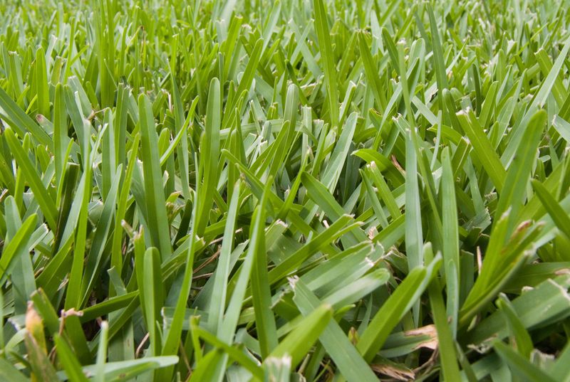 Repair Thin St. Augustine Spots Before Cool Weather Arrives