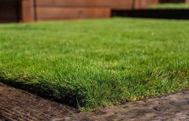 Repairing Bare Spots With Sod Or Plugs