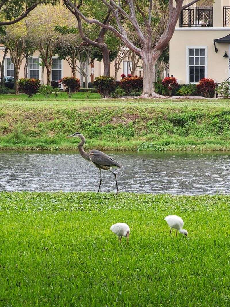 Repeat Visits Reveal How Well Ibis Have Adapted To Suburban Florida Repeat Visits Reveal How Well Ibis Have Adapted To Suburban Florida