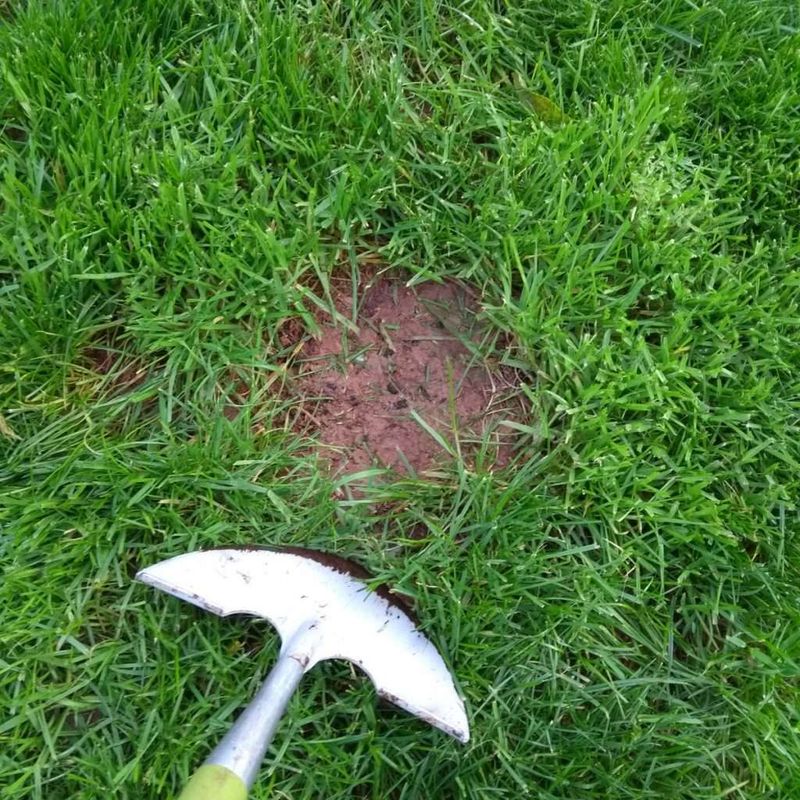 Repeated Digging Can Tear Up Healthy Grass