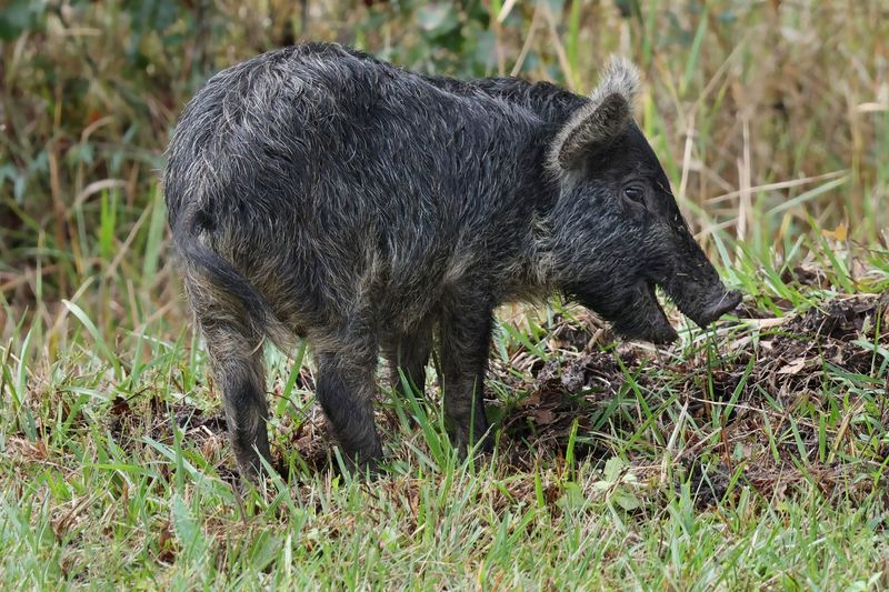Repeated Signs Can Mean Feral Hogs Are Returning To The Property Repeated Signs Can Mean Feral Hogs Are Returning To The Property