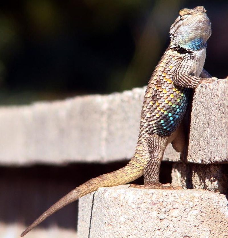 Repeated sightings usually point to usable habitat