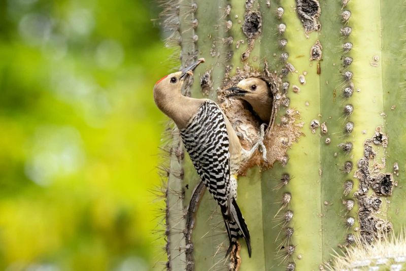 Repeated visits usually point to useful habitat