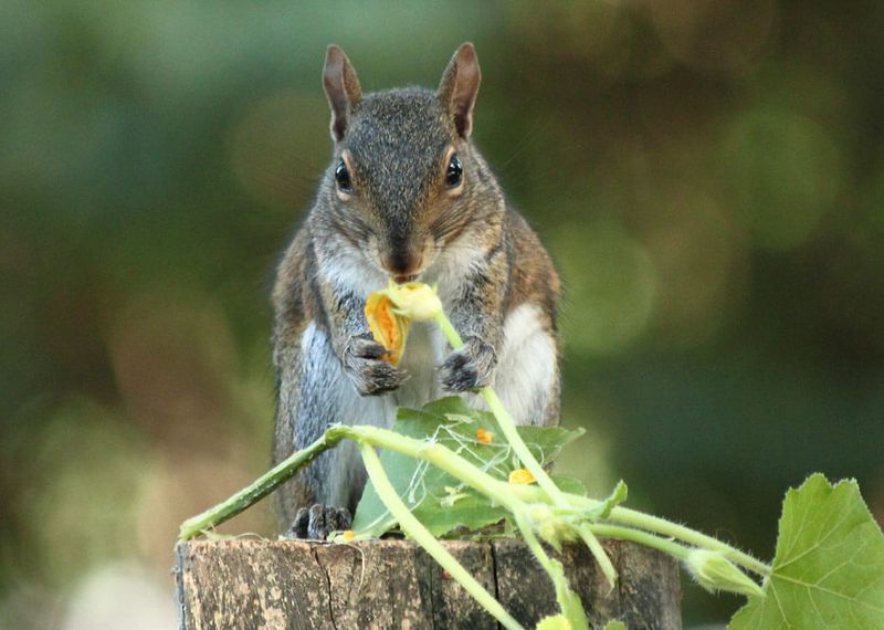 Repellents Work Better When Food Sources Are Removed