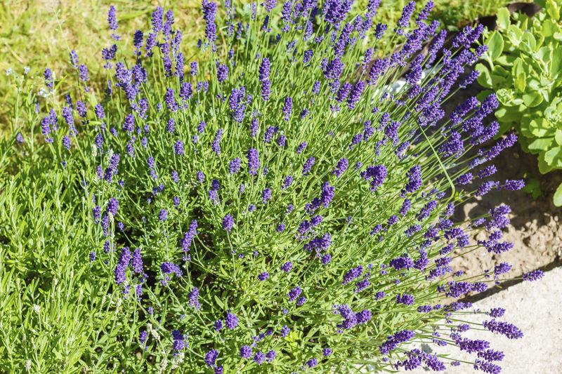 Replace Aging Plants When Needed
