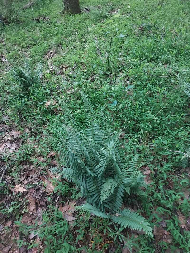 Replace Bare Spots With Stronger Native Plant Cover