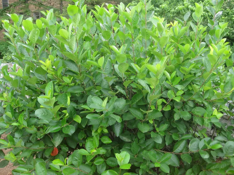 Replace Burning Bush With Ohio Native Shrubs Replace Burning Bush With Ohio Native Shrubs