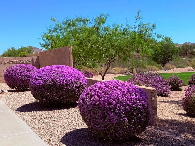 Replace Fading Annuals With Texas Sage