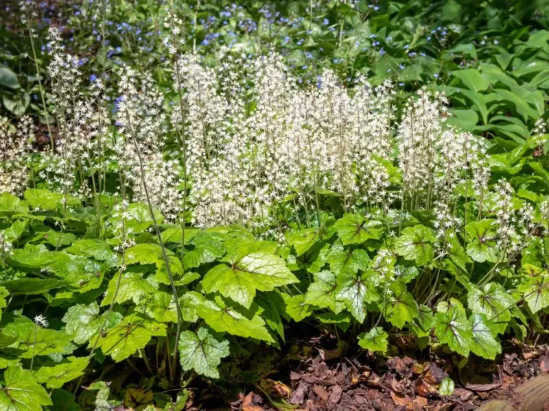 Replace Garlic Mustard With Native Plants