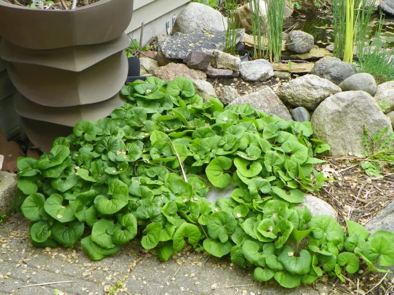 Replace High-Maintenance Lawn In Shady Spots