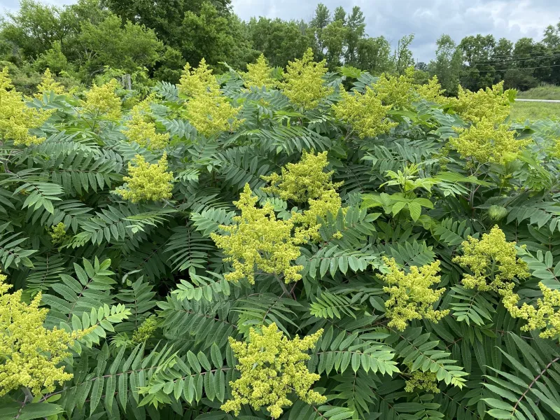 Replace It With Ohio Native Trees
