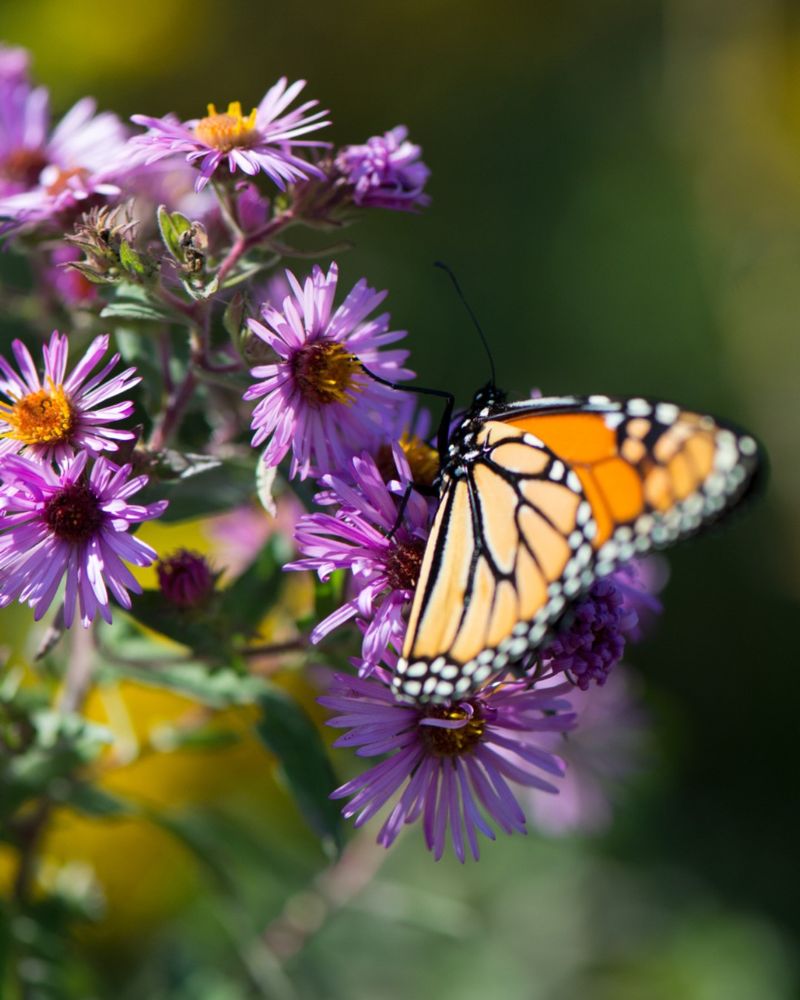 Replace It With Texas-Friendly Native Plants