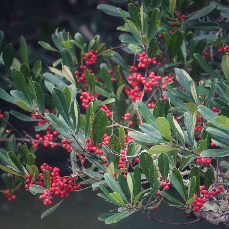 Replace The Impostor With A True Florida Holly Instead