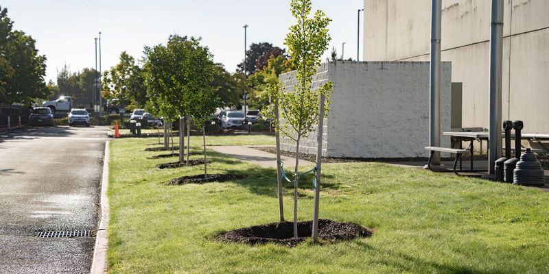 Replacement Trees May Be Required