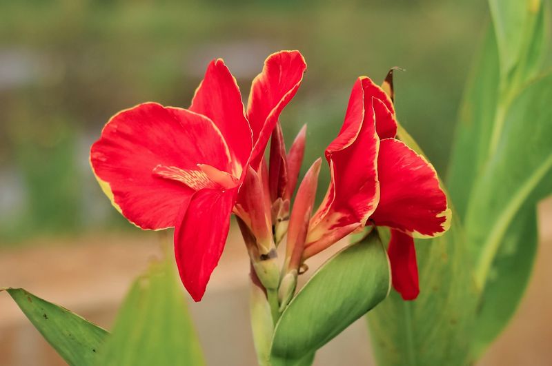Replant After Michigan Soil Warms