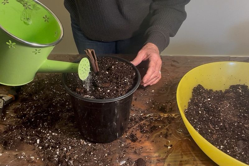 Replant After Ohio’s Spring Soil Warms