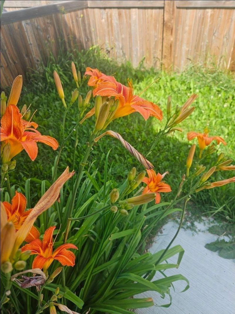 Replant At The Correct Depth Replant At The Correct Depth