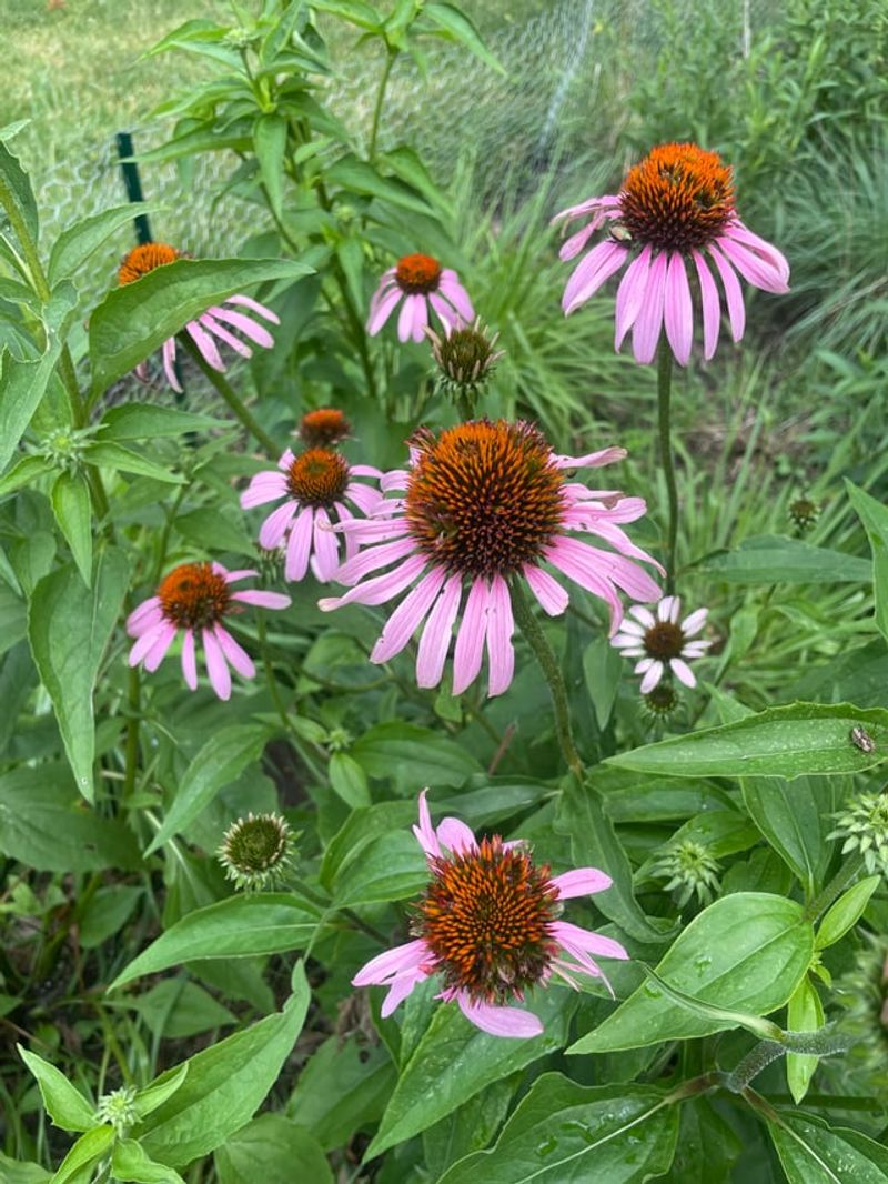 Replant Coneflowers For Stronger Growth