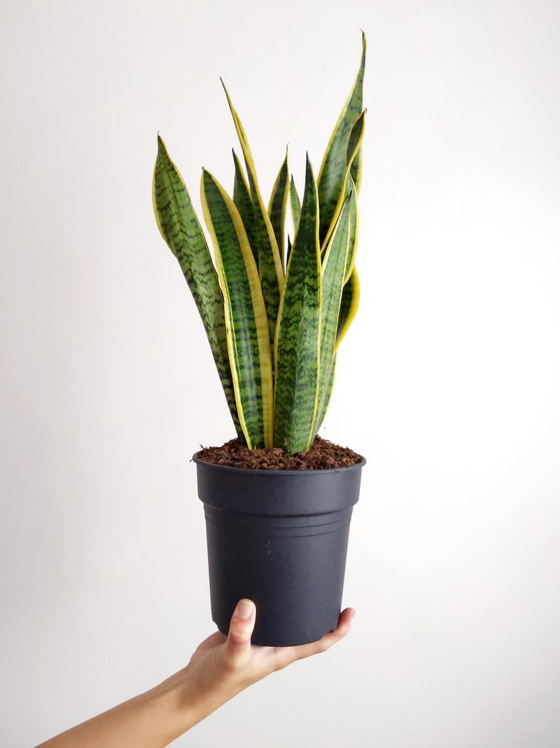 Replant Each Division in a Draining Container