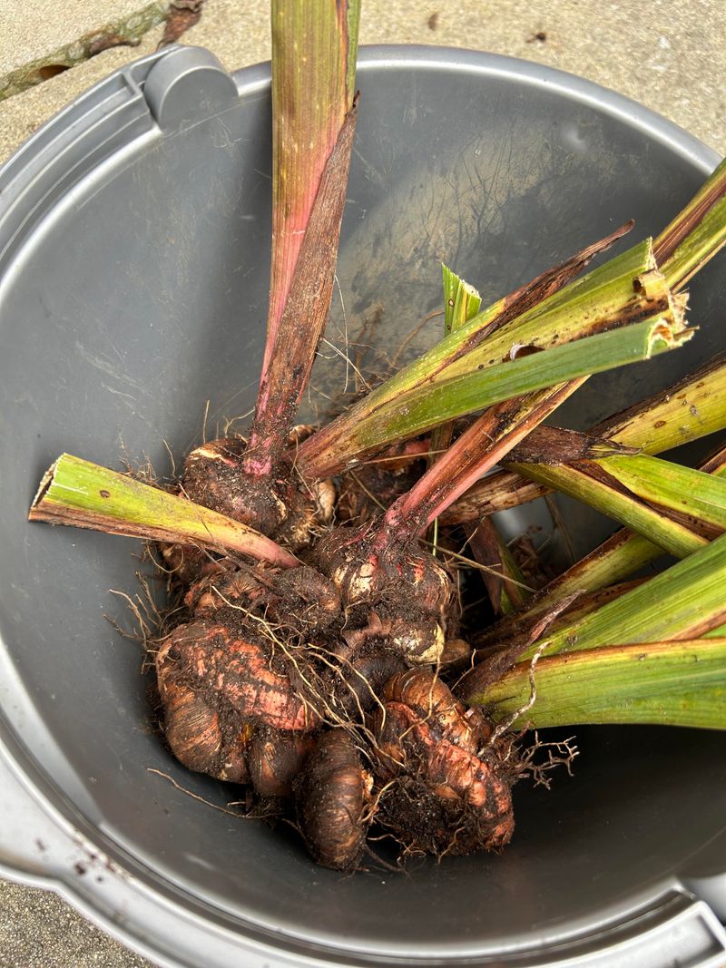 Replant The Rhizomes With Their Shoulders Showing