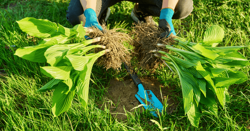 Replant Wisconsin hostas at the right depth before freeze-up Replant Wisconsin hostas at the right depth before freeze-up