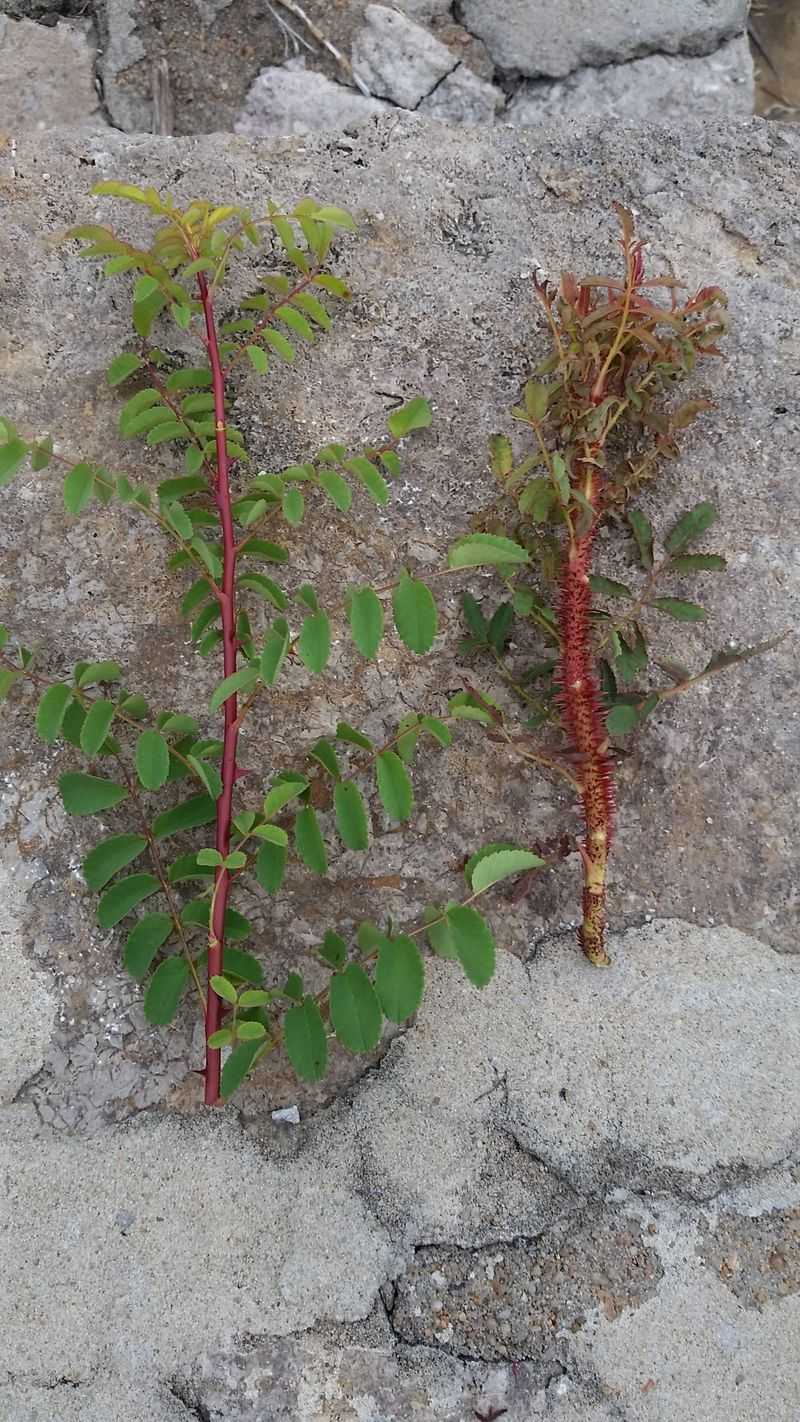 Replanting And The Soil Left Behind