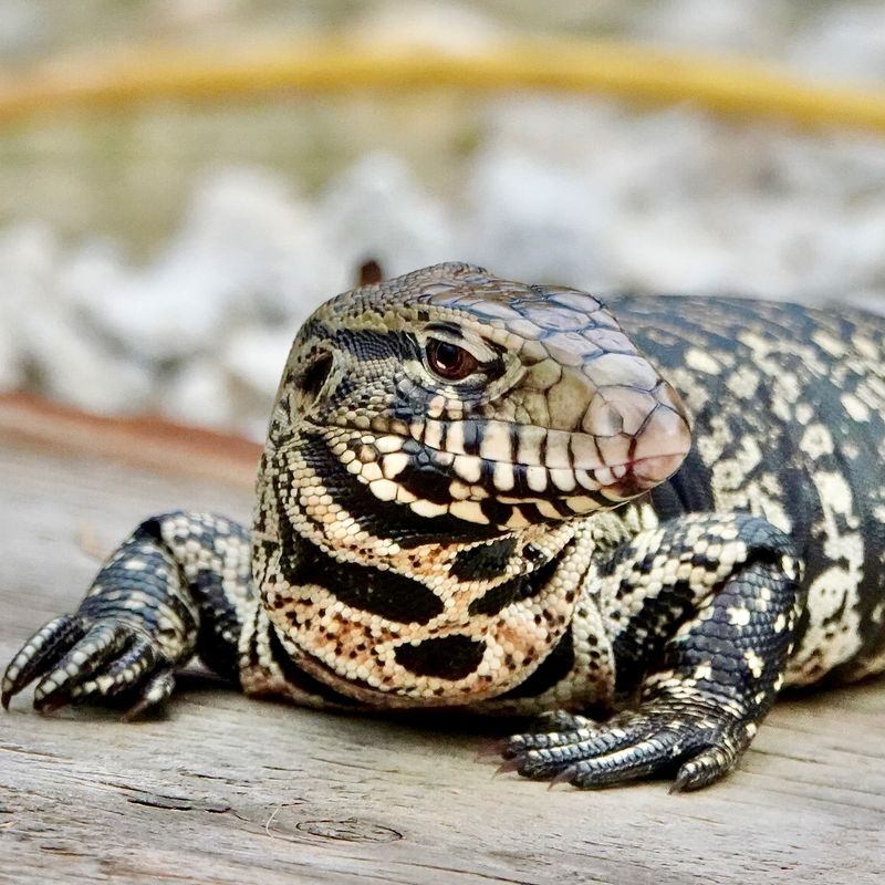 Report A Sighting To Wildlife Officials