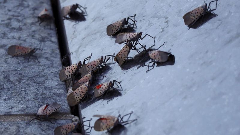 Report Heavy Infestations When Needed