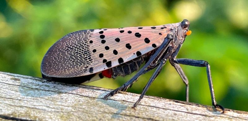 Report New Sightings To Help Track Lanternfly Spread