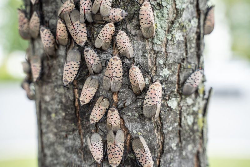Report Spotted Lanternfly Where Ohio Requests It Report Spotted Lanternfly Where Ohio Requests It