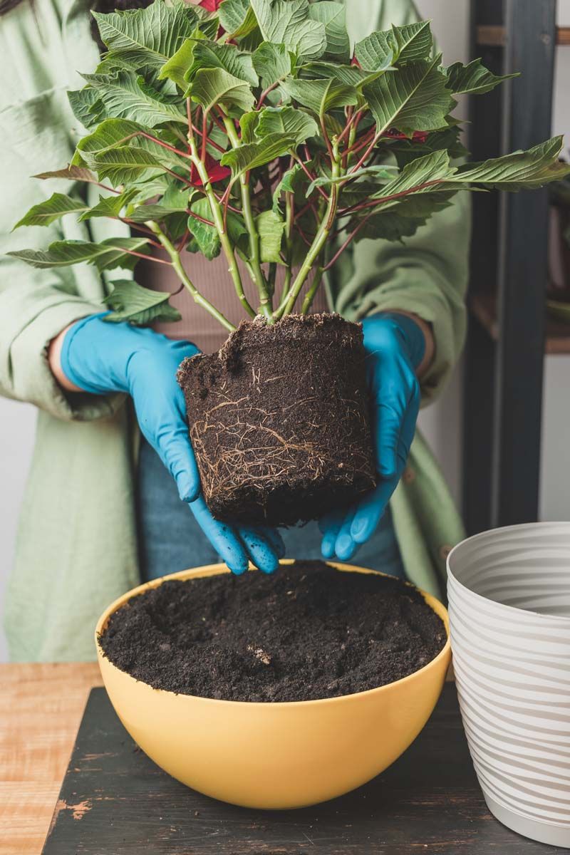 Repot Into Fresh Soil For A Fresh Start